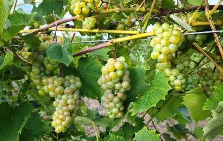 Вызревание лозы винограда | Стр. 6